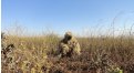Маскировочный халат Taganrog Друид – купить по цене 3500 руб. в интернет-магазине в городе Севастополь картинка 17